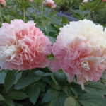Квітковий рай під Львовом: подорож до Peony.Farm