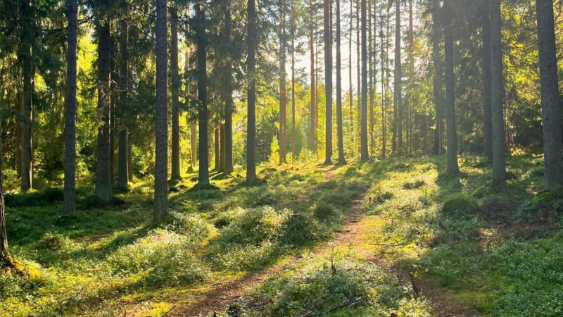 Вирубка лісу: як це впливає на екосистему